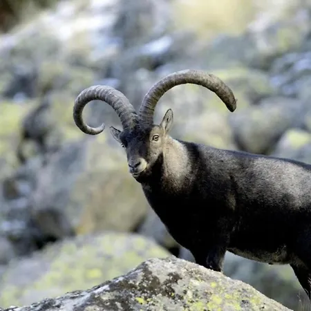 El Desvan De Gredos *