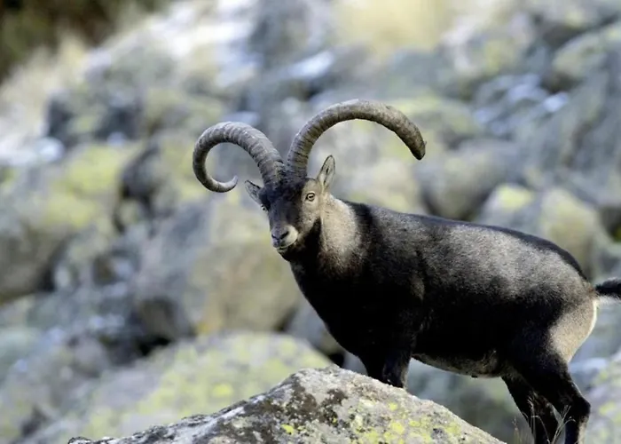 El Desvan De Gredos *